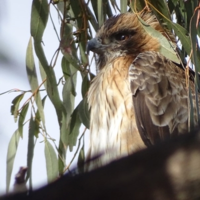 Hieraaetus morphnoides (Little Eagle) at Garran, ACT - 15 Aug 2018 by roymcd