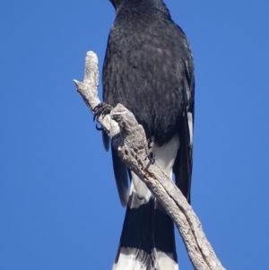 Strepera graculina at Garran, ACT - 17 Aug 2018