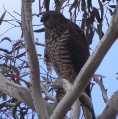 Accipiter fasciatus (Brown Goshawk) at Red Hill, ACT - 22 Aug 2018 by roymcd