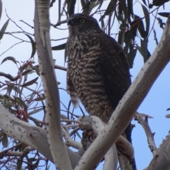 Tachyspiza fasciata at Red Hill, ACT - 22 Aug 2018