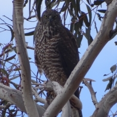 Tachyspiza fasciata at Red Hill, ACT - 22 Aug 2018