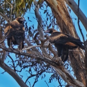 Aquila audax at Googong, NSW - 21 Aug 2018
