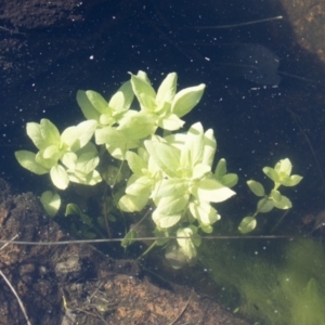 Veronica anagallis-aquatica at Michelago, NSW - 16 Aug 2018 03:03 PM