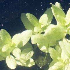 Veronica anagallis-aquatica at Michelago, NSW - 16 Aug 2018 03:03 PM