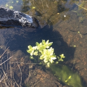 Veronica anagallis-aquatica at Michelago, NSW - 16 Aug 2018 03:03 PM