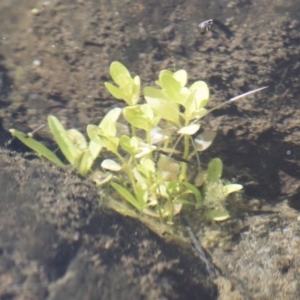 Veronica anagallis-aquatica at Michelago, NSW - 16 Aug 2018 03:03 PM