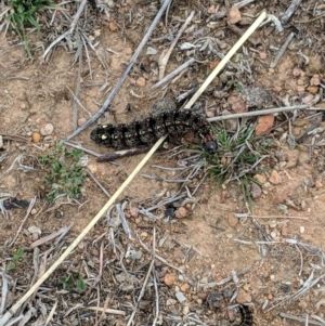 Apina callisto at Symonston, ACT - 23 Aug 2018 10:50 AM