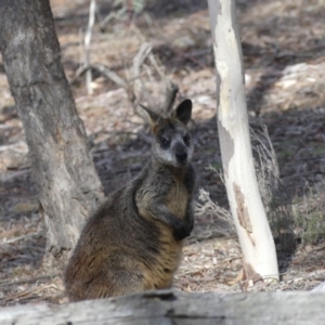 Wallabia bicolor at Majura, ACT - 24 Aug 2018