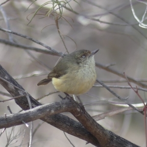 Acanthiza reguloides at Majura, ACT - 24 Aug 2018 10:48 AM