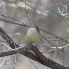 Acanthiza reguloides at Majura, ACT - 24 Aug 2018 10:48 AM