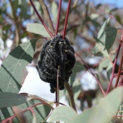 Perga sp. (genus) (Sawfly or Spitfire) at Majura, ACT - 24 Aug 2018 by WalterEgo