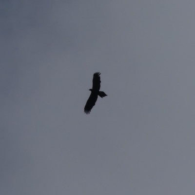 Aquila audax (Wedge-tailed Eagle) at Majura, ACT - 24 Aug 2018 by WalterEgo