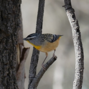 Pardalotus punctatus at Majura, ACT - 24 Aug 2018 11:15 AM