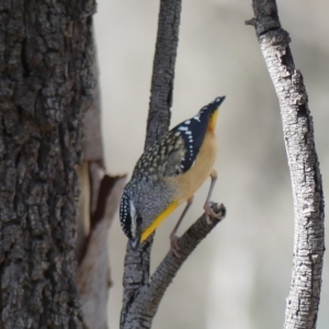 Pardalotus punctatus at Majura, ACT - 24 Aug 2018 11:15 AM