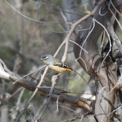 Pardalotus punctatus at Majura, ACT - 24 Aug 2018 11:15 AM