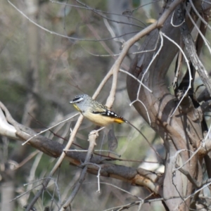 Pardalotus punctatus at Majura, ACT - 24 Aug 2018 11:15 AM