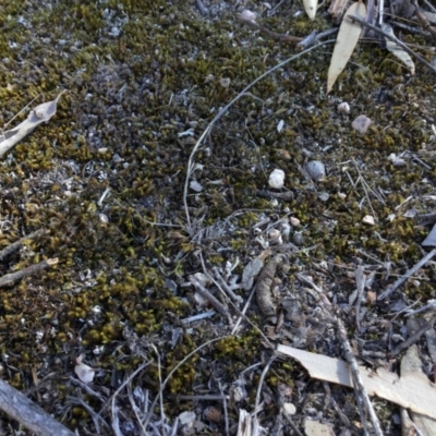 Unidentified Moss, Liverwort or Hornwort at Murrumbateman, NSW - 31 Jul 2018 by BraidwoodCentral