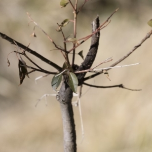 Brachychiton populneus subsp. populneus at Michelago, NSW - 16 Aug 2018 02:57 PM