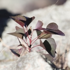 Brachychiton populneus subsp. populneus at Michelago, NSW - 16 Aug 2018 02:57 PM