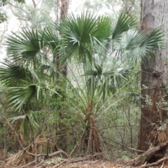 Livistona australis (Australian Cabbage Palm) at Buckenbowra State Forest - 23 Aug 2018 by nickhopkins