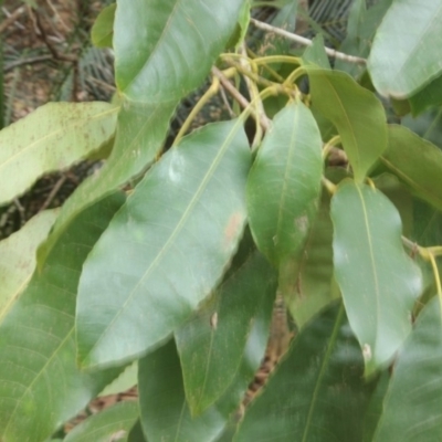 Unverified Other Tree at Monga National Park - 23 Aug 2018 by nickhopkins