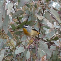 Pardalotus punctatus (Spotted Pardalote) at Hackett, ACT - 23 Aug 2018 by WalterEgo