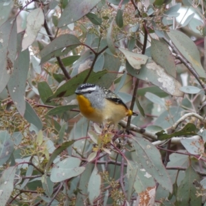 Pardalotus punctatus at Hackett, ACT - 24 Aug 2018 09:49 AM