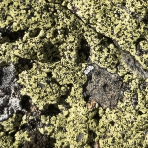 Rhizocarpon geographicum at Illilanga & Baroona - 16 Aug 2018 01:58 PM