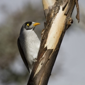 Manorina melanocephala at Illilanga & Baroona - 25 Aug 2013 03:08 PM