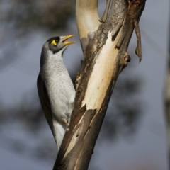 Manorina melanocephala at Illilanga & Baroona - 25 Aug 2013 03:08 PM