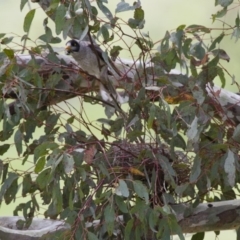 Manorina melanocephala (Noisy Miner) at Michelago, NSW - 20 Oct 2014 by Illilanga