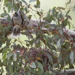 Manorina melanocephala at Michelago, NSW - 20 Oct 2014