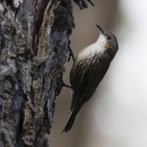 Cormobates leucophaea at Illilanga & Baroona - 2 Feb 2015