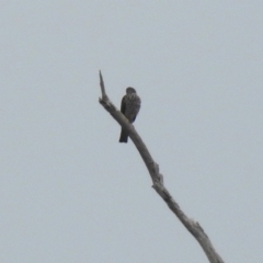 Tachyspiza cirrocephala (Collared Sparrowhawk) at Tennent, ACT - 24 Aug 2018 by RodDeb