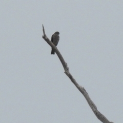 Tachyspiza cirrocephala at Tennent, ACT - 24 Aug 2018