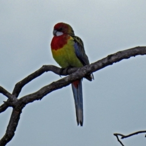 Platycercus eximius at Namadgi National Park - 24 Aug 2018