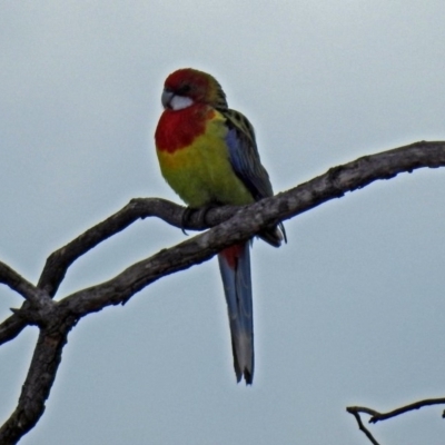 Platycercus eximius (Eastern Rosella) at Namadgi National Park - 24 Aug 2018 by RodDeb