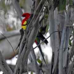 Platycercus eximius at Namadgi National Park - 24 Aug 2018