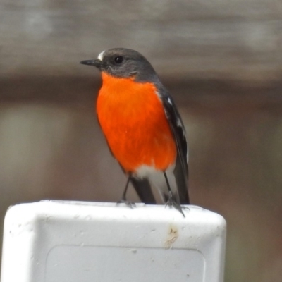 Petroica phoenicea (Flame Robin) at Paddys River, ACT - 24 Aug 2018 by RodDeb