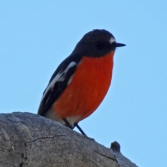 Petroica phoenicea at Paddys River, ACT - 24 Aug 2018 12:21 PM