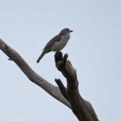 Colluricincla harmonica (Grey Shrikethrush) at Tennent, ACT - 24 Aug 2018 by RodDeb