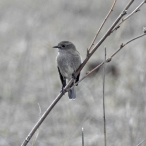 Petroica phoenicea at Tennent, ACT - 24 Aug 2018