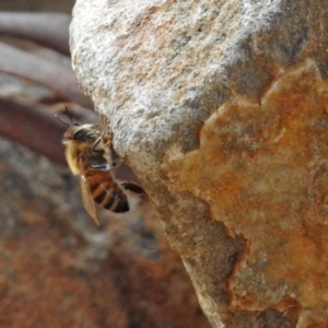 Apis mellifera at Paddys River, ACT - 24 Aug 2018