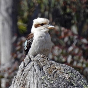 Dacelo novaeguineae at Namadgi National Park - 24 Aug 2018 11:35 AM