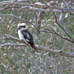 Dacelo novaeguineae at Namadgi National Park - 24 Aug 2018