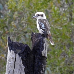 Dacelo novaeguineae at Namadgi National Park - 24 Aug 2018