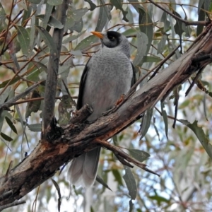 Manorina melanocephala at Tennent, ACT - 24 Aug 2018