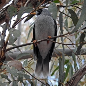 Manorina melanocephala at Tennent, ACT - 24 Aug 2018