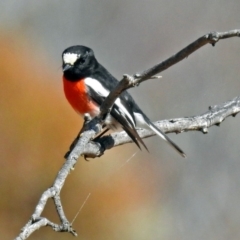 Petroica boodang (Scarlet Robin) at Tennent, ACT - 24 Aug 2018 by RodDeb