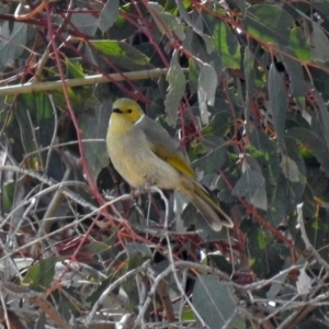 Ptilotula penicillata at Paddys River, ACT - 24 Aug 2018